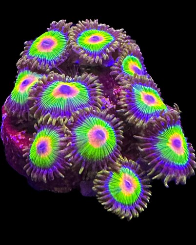 Live coral zoa - zoa, rasta