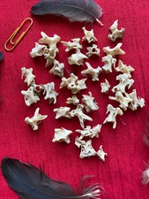 Ten crow spine bones jewellery necklace feathers witchcraft