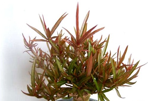 500 adenium obesum - adenium, obesum,