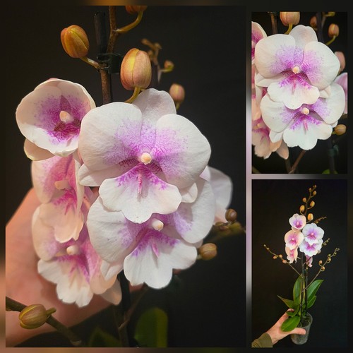 Phalaenopsis sogo f8603 - "sogo, f8603"