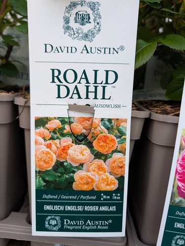 David austin rose - rose, "roald
