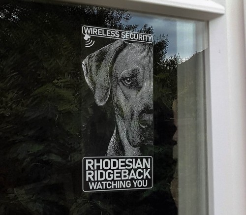 Rhodesian ridgeback watching - rhodesian,