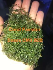 Caulerpa serrulata, Live marine algae FREE POST