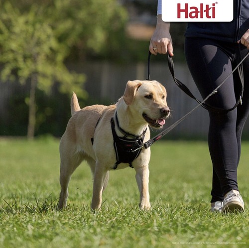 Halti pull harness - halti, no