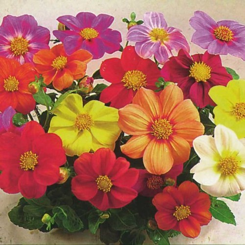 Dahlia variabilis coltness - variabilis,