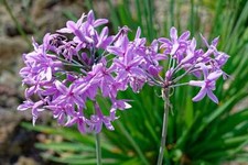 Tulbaghia violacea society - tulbaghia, (society