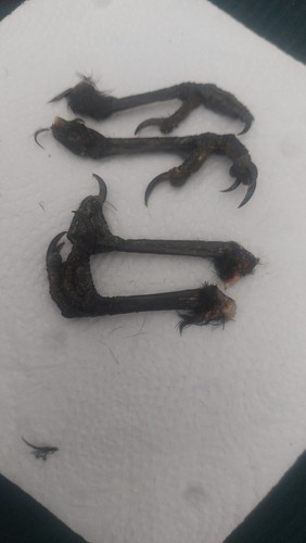 Pairs dried crows - 2x, of