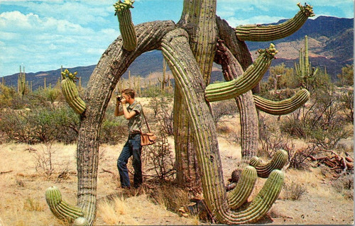 Saguaros fantastic shapes man - saguaros,