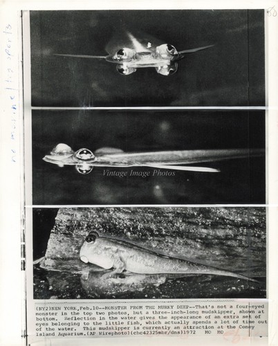 1972 mudskipper attraction - 1972,