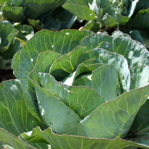 Cabbage winter jewel tasty - t&m,