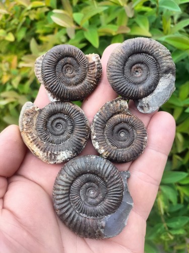 Dactylioceras sp ammonites - 5,