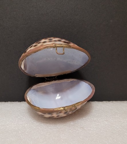 Vintage tiger cowrie sea shell - tiger,