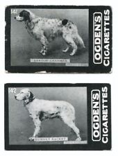 ENGLISH SETTER Gun Dog Vintage Cigarette Cards C. 1902 Ogdens Tab x 2 Both Named