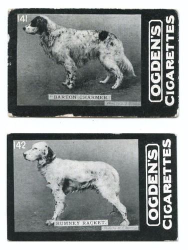 English setter gun dog vintage - english,