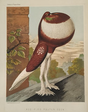 Antique Pigeon Print Red-Pied