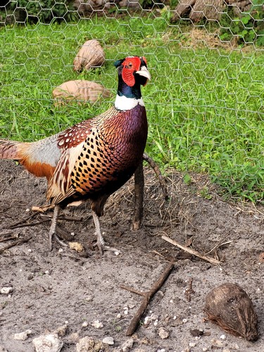 Pheasant hatching eggs - 18,