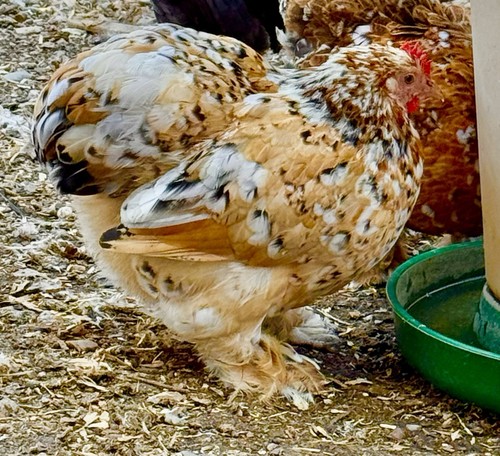Bantam hatching eggs rare - 8++,