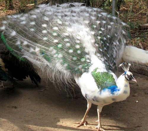 India blue silver pied - blue,