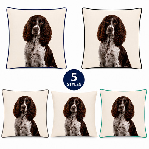English springer spaniel - springer,