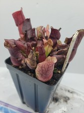 Sarracenia Purpurea ssp Venosa
