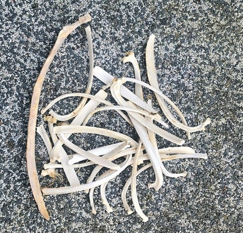 Sheep rib bones - ,