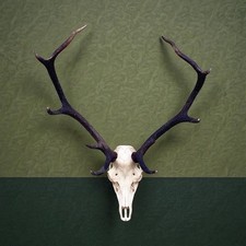 Red deer stag  taxidermy