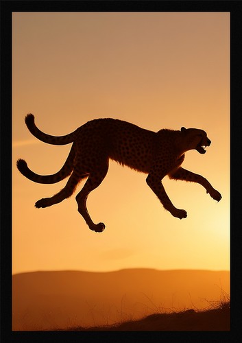 Epic cheetah framed - wall, art