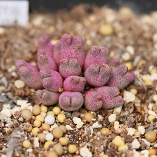 10x Conophytum Marginatum ARM