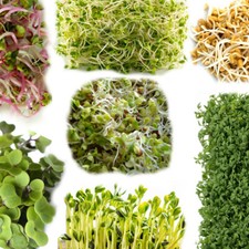 Organic Seeds for Sprouting Sprouts, Microgreens, Healthy Salad - 30 types seed