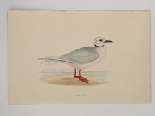 Ross's Gull British Bird Print