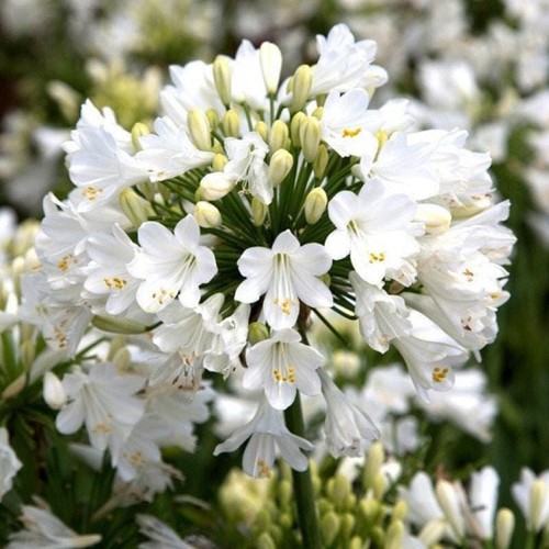Getty white agapanthus lily - getty,