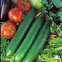 Vegetable cucumber - vegetable,