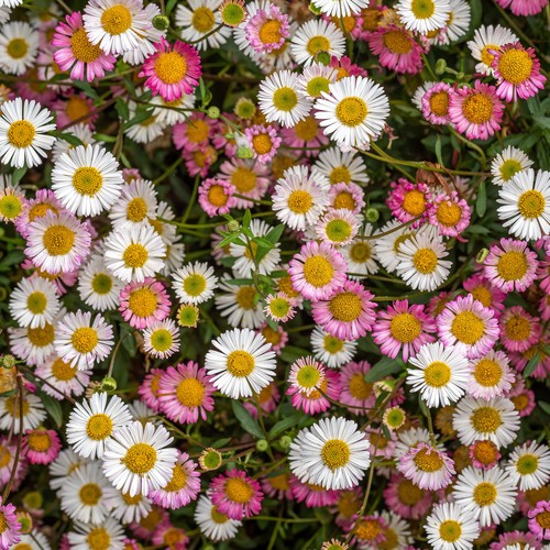 Erigeron profusion real - profusion,
