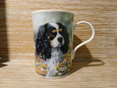 Cavalier king charles spaniel - cavalier,