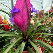 Pink Quill Bromeliad (Tillandsia cyanea)