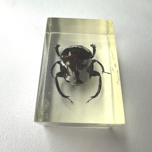 Real insect specimen - specimen, beetle