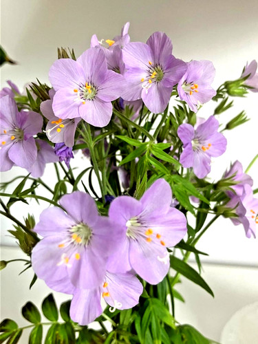 Polemonium caeruleum norwood - caeruleum, 'norwood