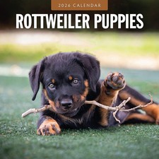 Rottweiler Puppies 2026 Square