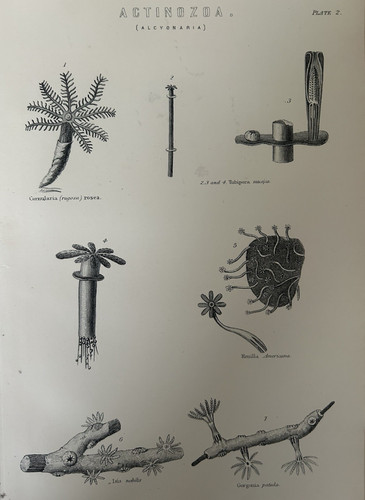 Antique print actinozoa - antique,