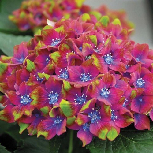 Hydrangea schloss wackerbarth - hydrangea,