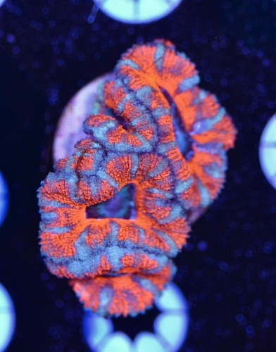 Wysiwyg rainbow acan - wysiwyg,