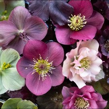 Hellebore orientalis mix - 9 x 9cm pots - Winter flowering, shade loving plants