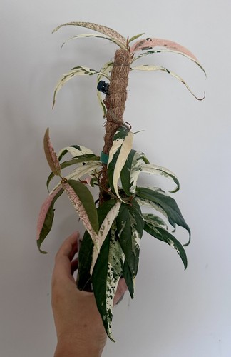 Ficus sagittata pink - ficus,