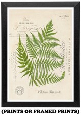 Vintage Fern Foliage