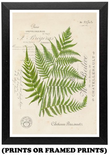 Vintage fern foliage - vintage,