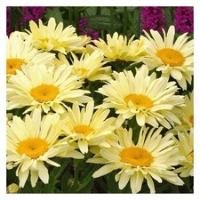 Leucanthemum ‘Banana