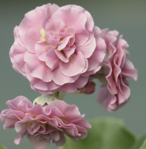 Primula auricula piglet plant - primula,