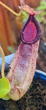 nepenthes spathulata x hamata