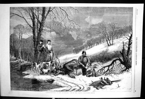 Old antique print caribu - old,