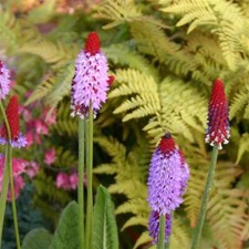 Primula Vialii ‘Red Hot